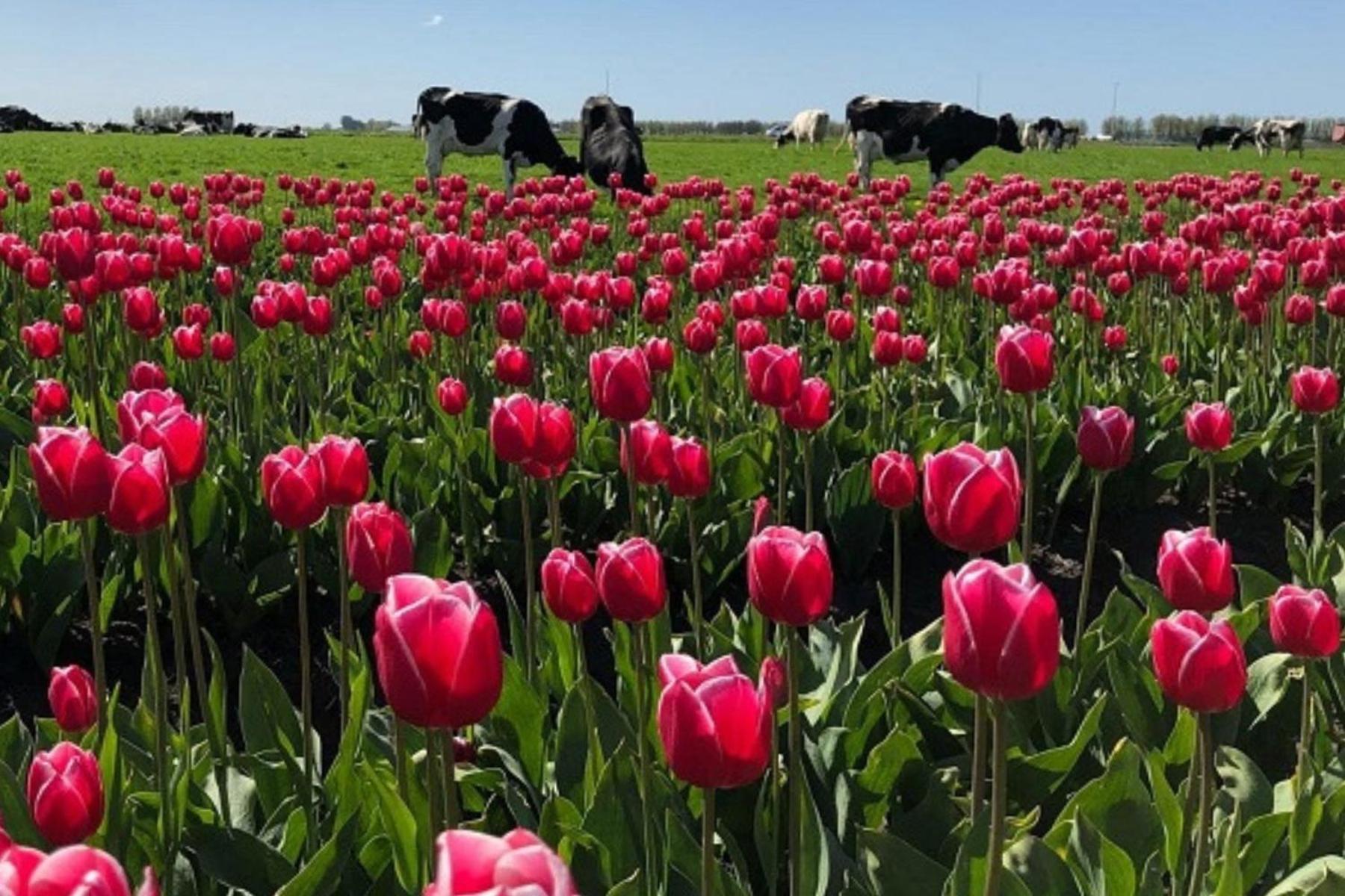 Torenhuis Medemblik Kültér fotó